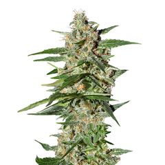 Super Lemon Haze Auto, Фасовка: 5