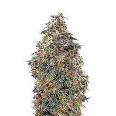 Sweet Mango Auto, Фасовка: 3