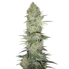 White Widow Auto, Фасовка: 10