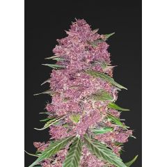 Purple Lemonade Auto, Фасовка: 1