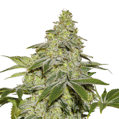Sherbet Auto, Фасовка: 1
