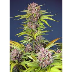 Mimosa Bruce Baner XL Auto, Фасовка: 3+1