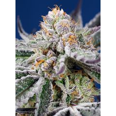 Orange Apricot Glue XL Auto, Фасовка: 5+2