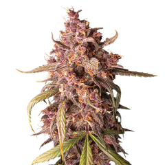 Purple Punch Auto, Фасовка: 3