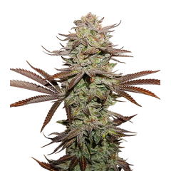 Sticky Fingers Auto, Фасовка: 1