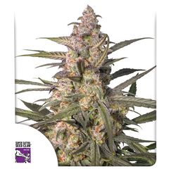 Auto Northern Dragon Fuel, Фасовка: 5