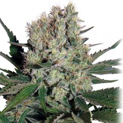 Syrup Auto, Фасовка: 3+1