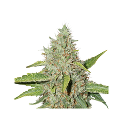 Northern Lights Auto, Фасовка: 1