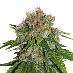 Amnesia Auto, Фасовка: 3