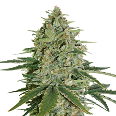 Super Skunk, Фасовка: 1