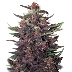 Purple Kush Auto, Фасовка: 3+1
