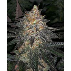 White Grapefruit Cookies #2 S1, Фасовка: 3