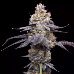 Thin Mint Auto, Фасовка: 5