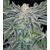 Mazar Kush, Фасовка: 7