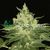 Afghan kush Reg, Фасовка: 10