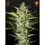 FlowerBomb Kush, Фасовка: 3