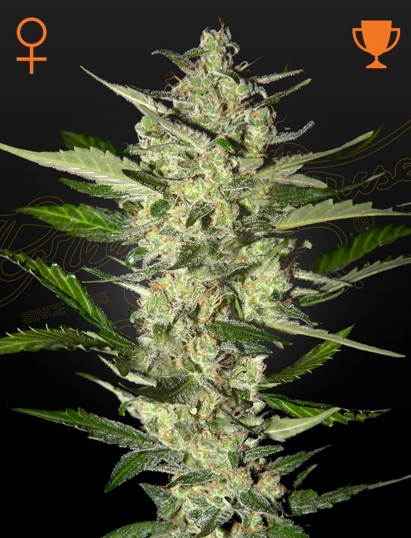 FlowerBomb Kush, Фасовка: 3