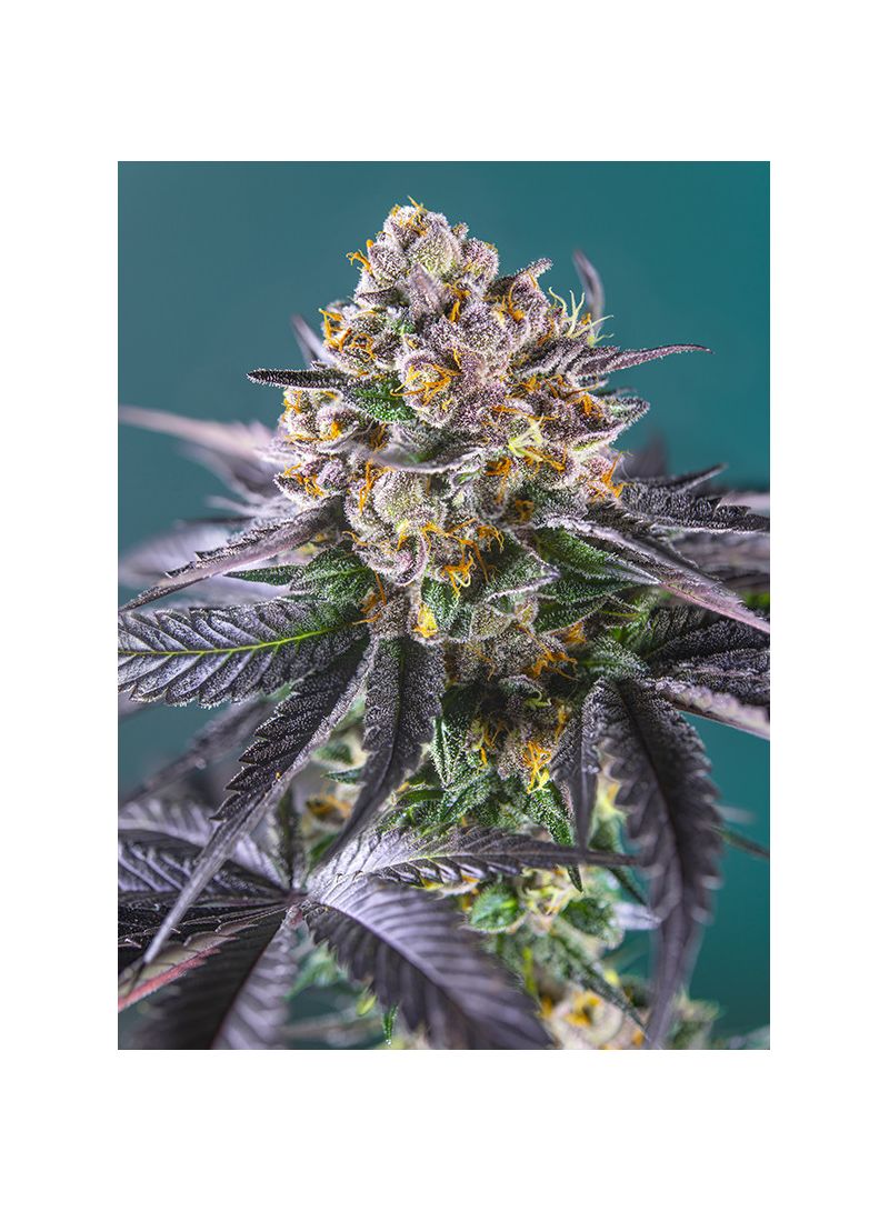 Red Strawberry Banana Auto, Фасовка: 3+1