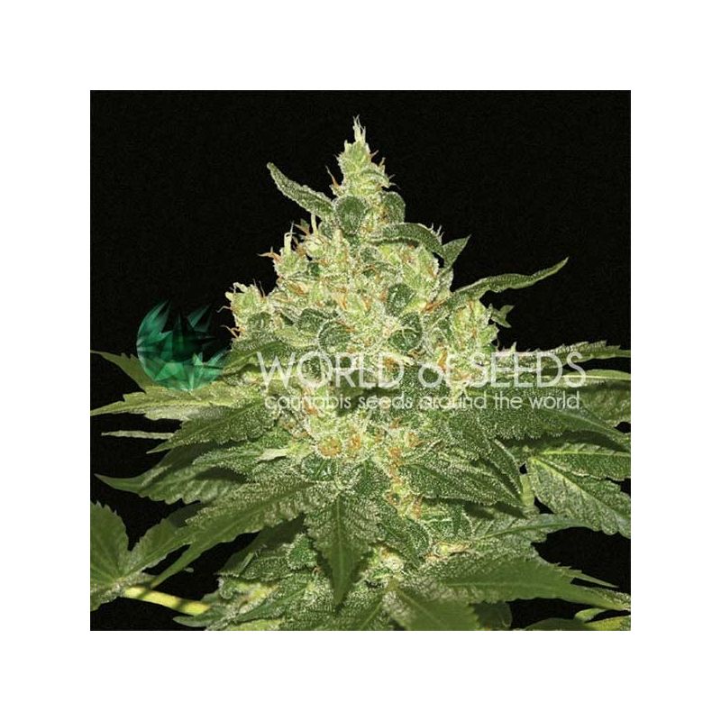 Afghan kush Reg, Фасовка: 10
