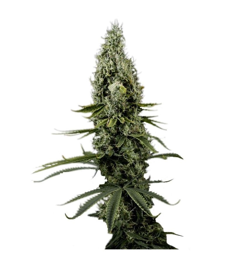 Arjan's Haze #3, Фасовка: 5